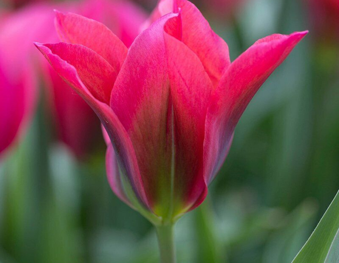 Tulpe (Viridiflora) Dolls Minuet