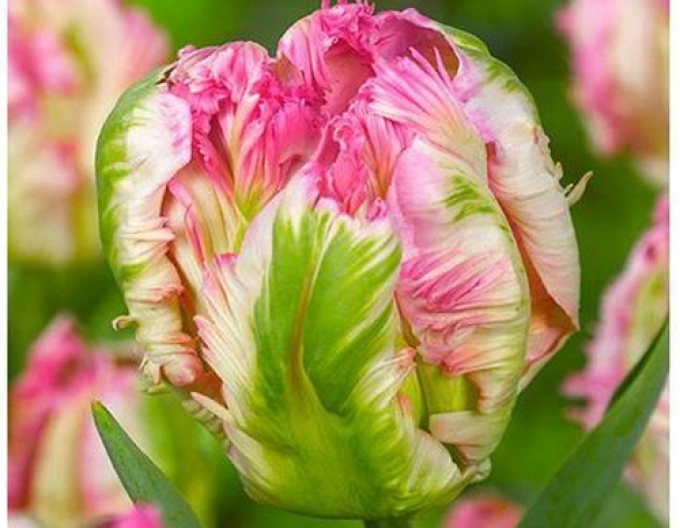 Tulpe grün (Viridiflora) Green Wave