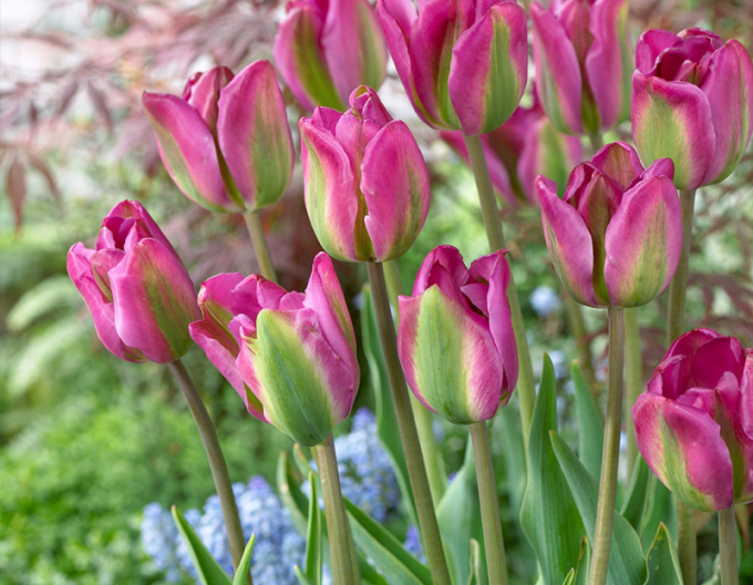 Tulpe (Viridiflora) Nightrider
