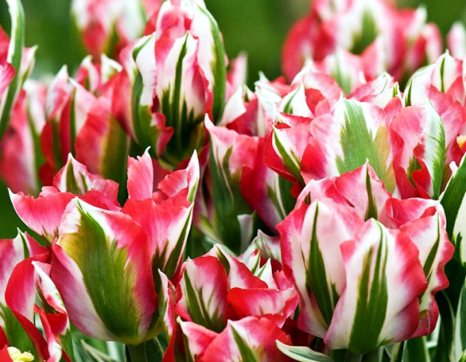 Grünblütige Tulpe (Viridiflora) Esperanto