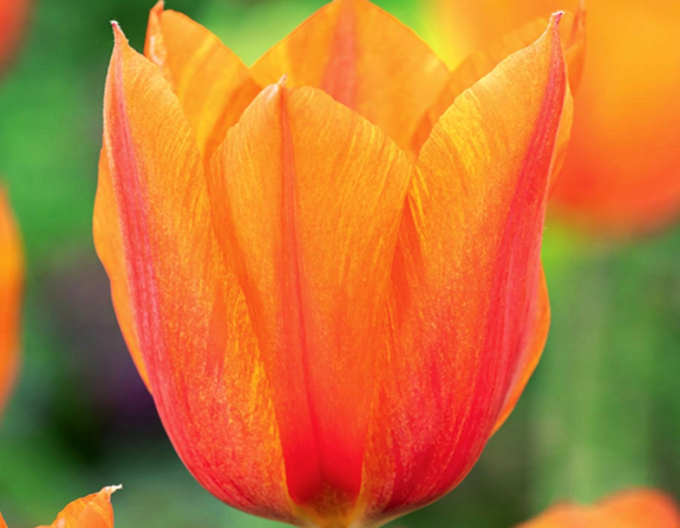 Tulpe Triumph El Nino