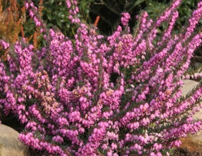 Besenheide Rubina