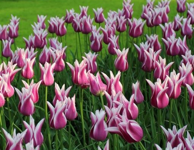 Lilienblütige Tulpen Claudia