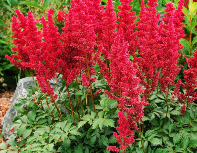 Astilbe japonica Montgomery