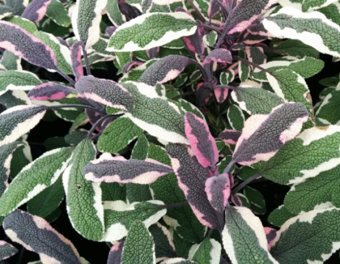 Salbei Tricolor