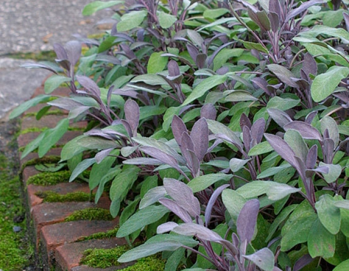 Salbei Purpurascens