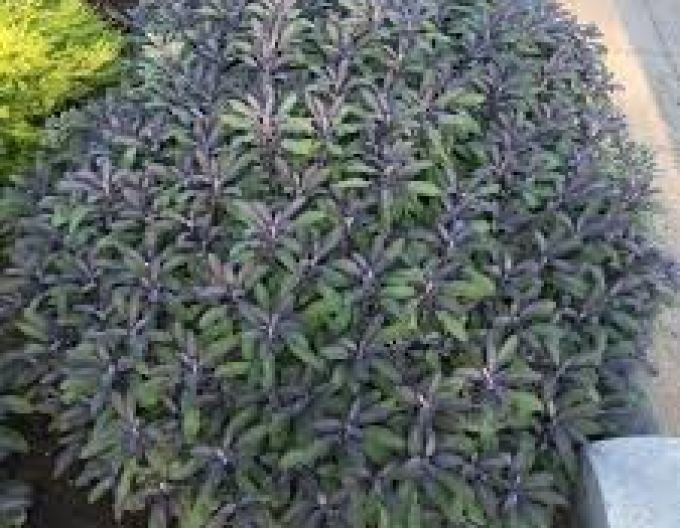 Salbei Purpurascens