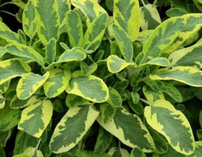 Salbei Icterina