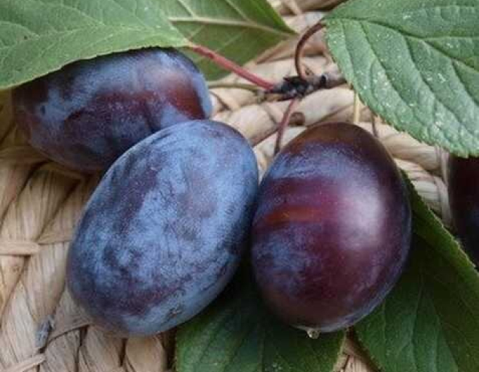 Pflaume Debrecenska muškátová Herbst, sub. Myrobalan, Freiwurzler.