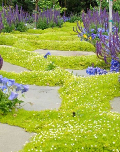 Polster-Mastkraut Lime Moss