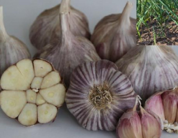 Herbst-Knoblauch-Setzlinge 8 Stück
