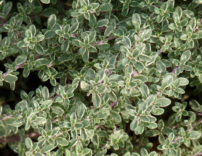 Zitronenthymian Silver Queen