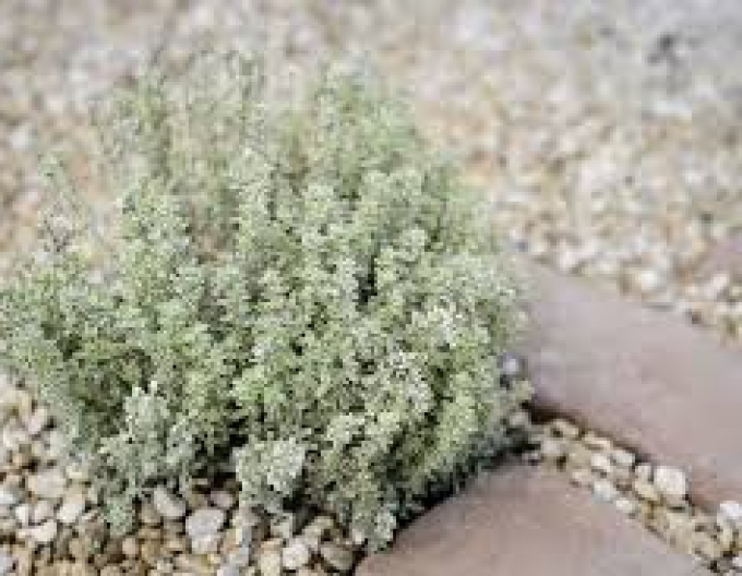 Zitronenthymian Silver Queen