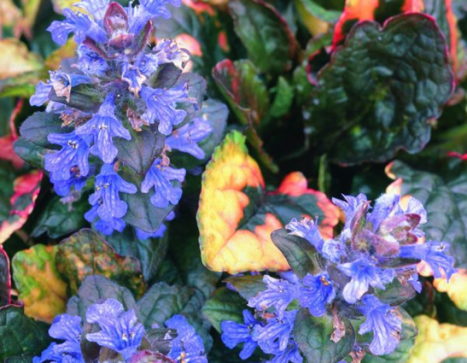 Kriechender Günsel ’Rainbow’