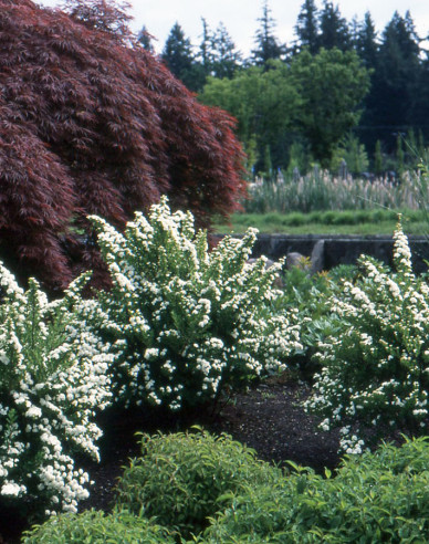 Japanspiere Snowmound