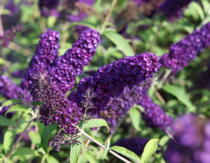 Budleja davidii MagdaGold Knight