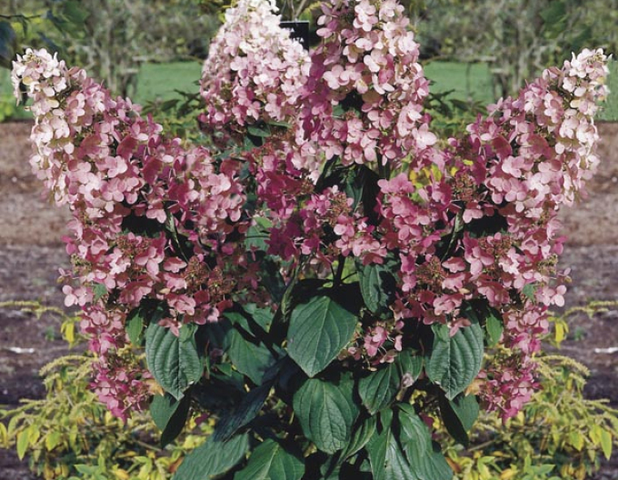 Rispenhortensie Pink Diamond