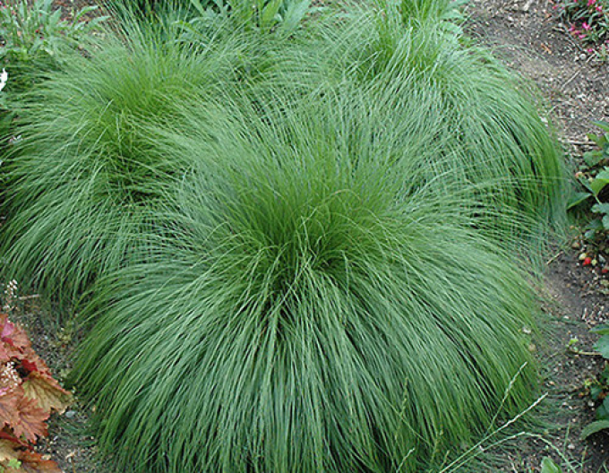 Tropfengras - Sporobolus heterolepis
