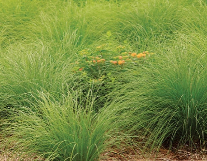 Tropfengras - Sporobolus heterolepis