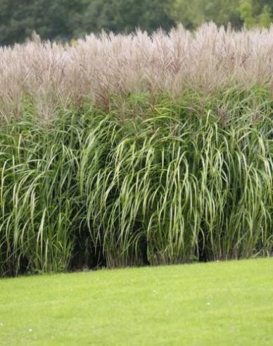 Chinaschilf Kleine Silberspinne