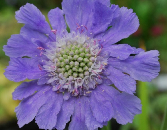 Kaukasische Skabiose Perfecta Mid Blue