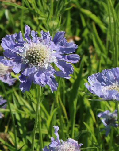 Kaukasische Skabiose Perfecta Mid Blue