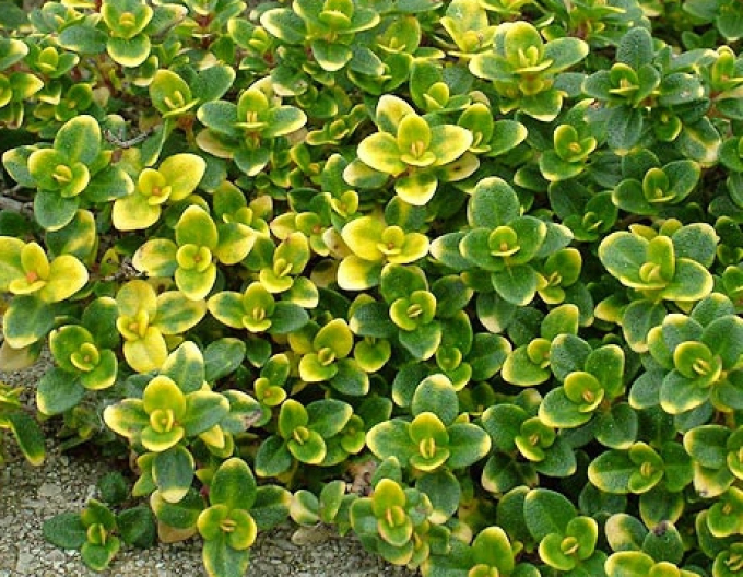 Zitronenthymian Donne Valley