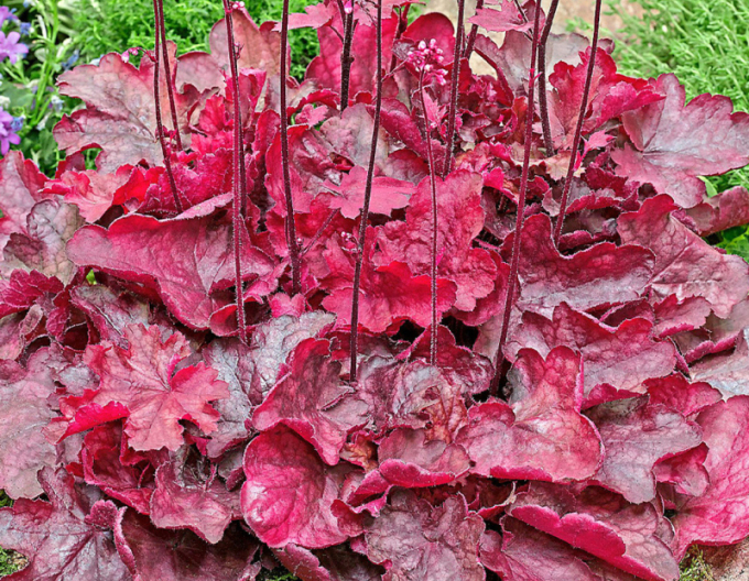 Heuchera Fire Chief
