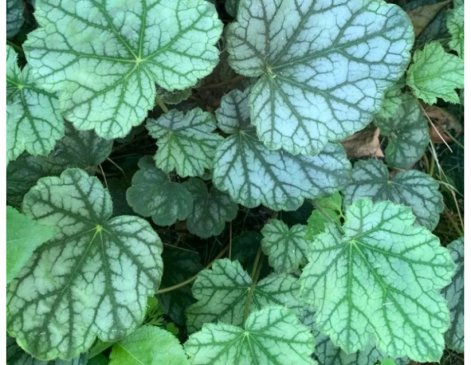 Heuchera Venus