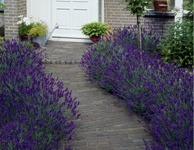Lavendel Blauer Duft Früh