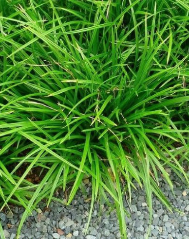 Japanische Segge Irish Green