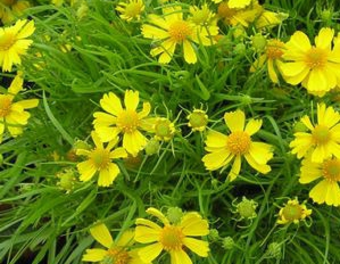 Helenium Dakota gold