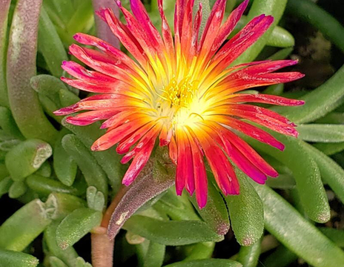 Delosperma Ice cream Fuchsia