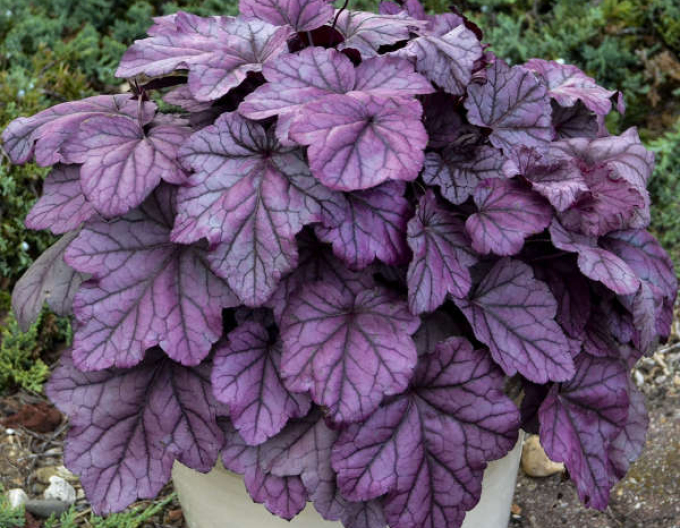 Heuchera Pink Panther