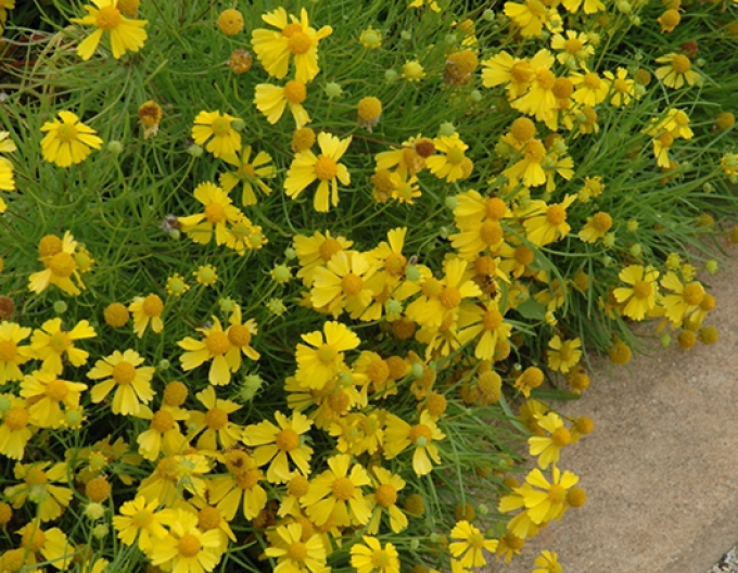 Helenium Dakota gold