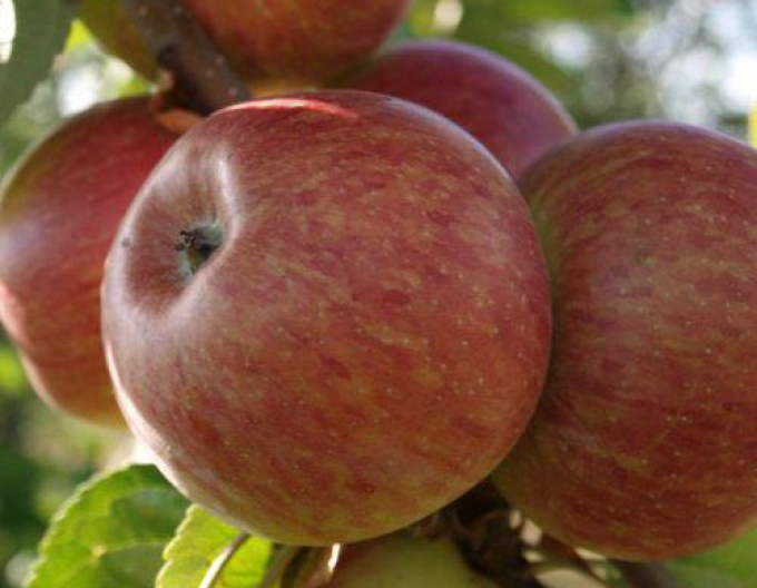 Säulenapfel Herald, auf MM106, Cont. 5l