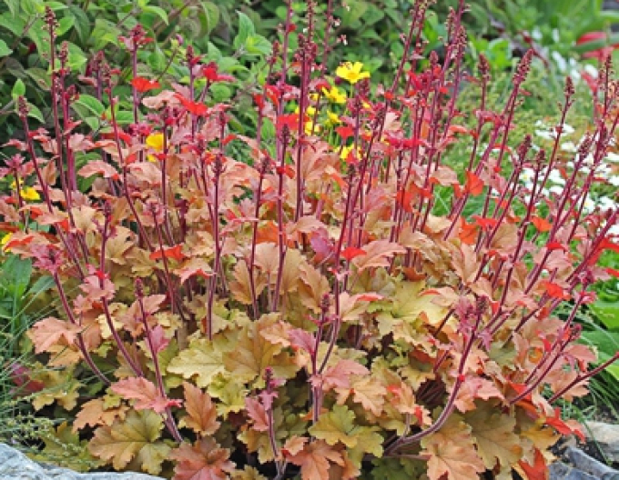 Heuchera "Marmelade"