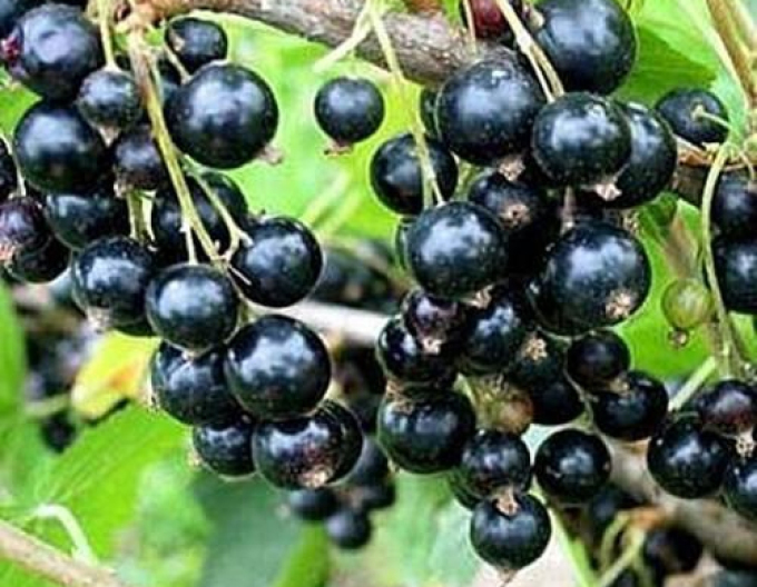 Schwarze Johannisbeere Titania KER 9l