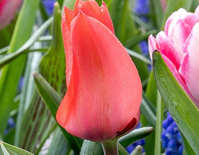 Tulpe greigi Oratorio