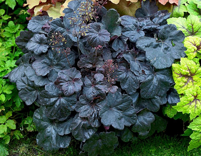 Heuchera Obsidian