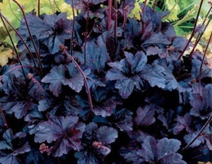 Heuchera Obsidian