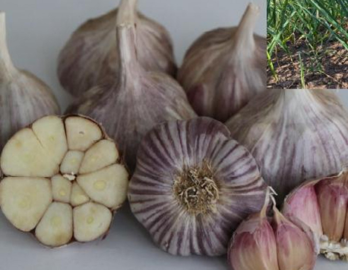 Knoblauch Winter-Daumenpflanze 8 Zwiebeln OTAKAR 8 Zwiebeln