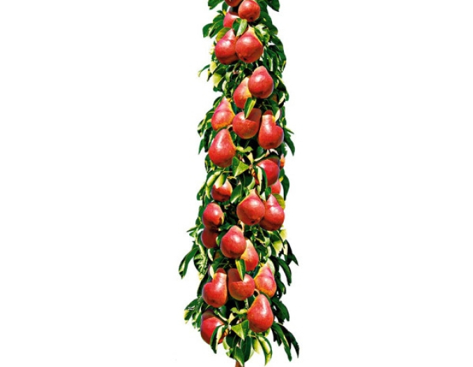 Säulenbirne Decora, auf Quitte , Cont. 2l