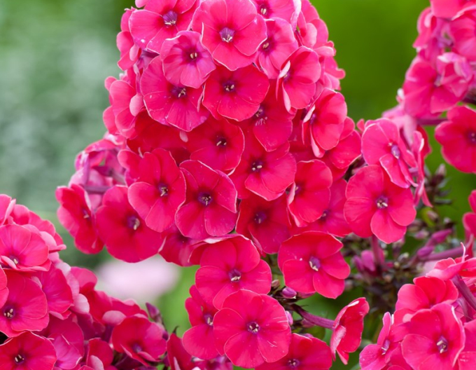 Phlox flox Grenadine Dream