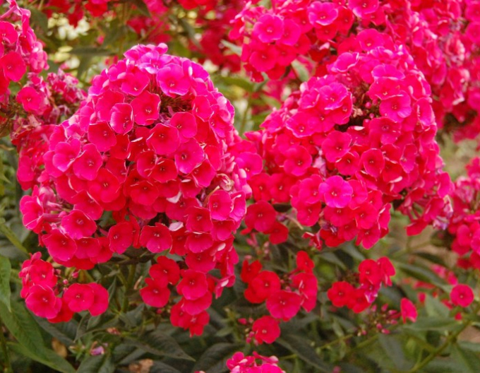 Phlox flox Grenadine Dream
