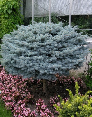 Fichte Glauca Globosa Stämmchen