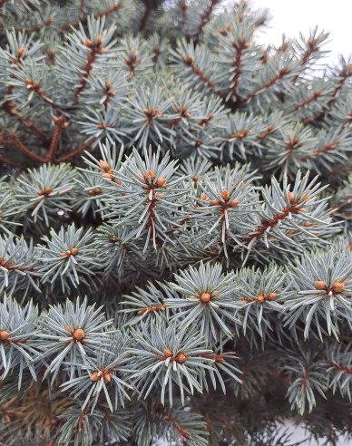 Fichte Glauca Globosa Stämmchen