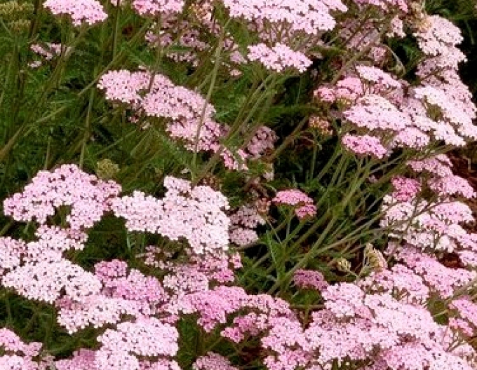 Das "Apfelblüten"-Ranking