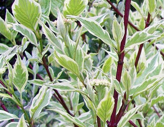 Weiße Kerze "ELEGANTISSIMA"