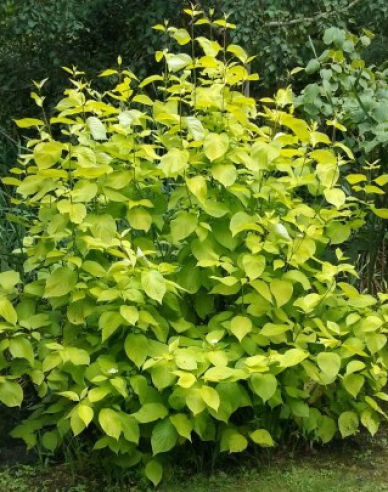 Weißer Hartriege  Aurea